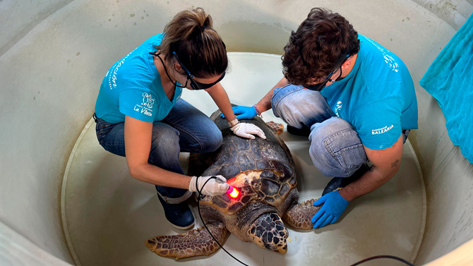 La Fundación Reina Sofía financia un láser terapéutico para tratar tortugas marinas en la Fundación Palma Aquarium