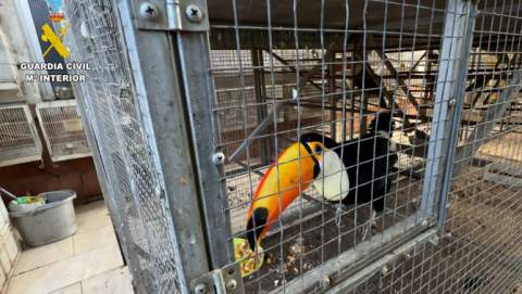 Intervenidos más de 500 ejemplares de aves exóticas protegidas en el interior de una vivienda en Cádiz