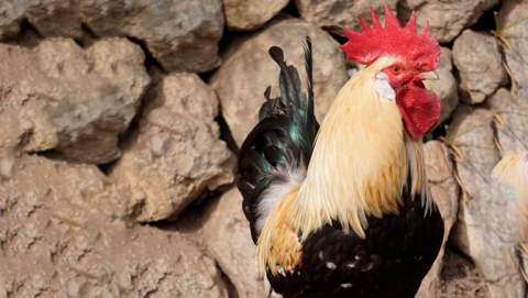 S’aixequen a les Illes Balears totes les mesures de protecció per fer front a la grip aviària