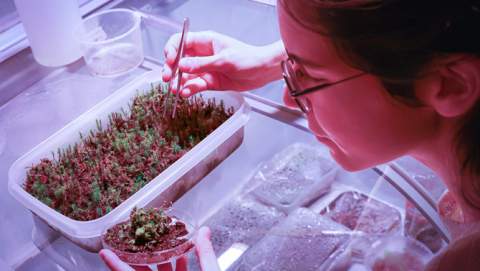 Los musgos redefinen el control del agua en las plantas más allá de los estomas