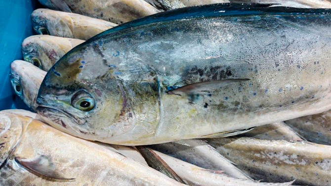 La temporada de pesca de la llampuga comença aquest dimarts, 25 d’agost, a les Illes Balears