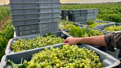 Els cellers de Vi de la Terra Mallorca viuen una nova  verema primerenca i exploren l’elaboració de vins amb  graduació alcohòlica més baixa