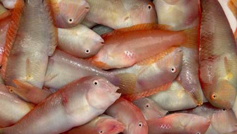 La temporada de pesca del raor comença l’1 de setembre a les Illes Balears amb una població plenament recuperada