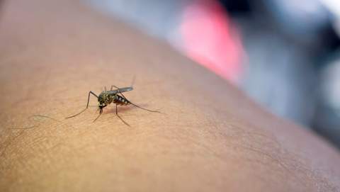Salud refuerza la vigilancia sobre el virus del Nilo occidental (FNO) tras la detección de cuatro casos positivos en équidos de Menorca
